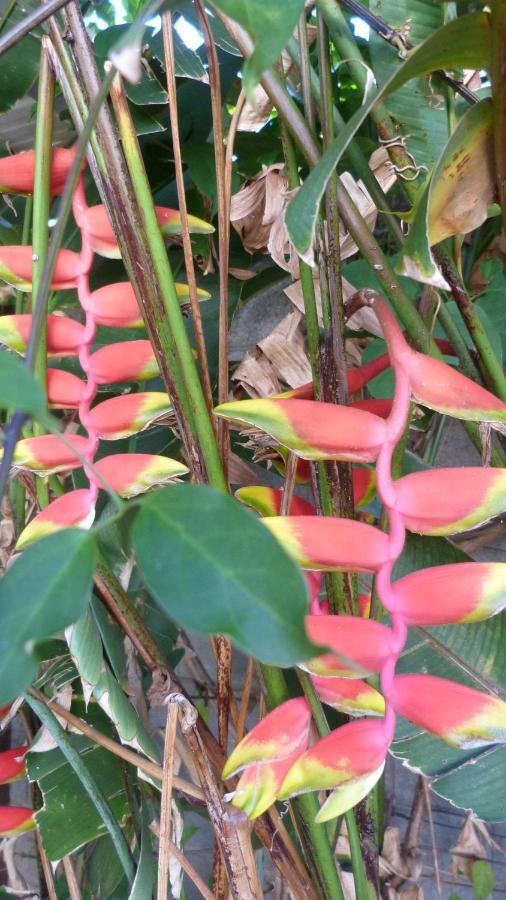 Un Bungalow Au Paradis サン・ピエール エクステリア 写真