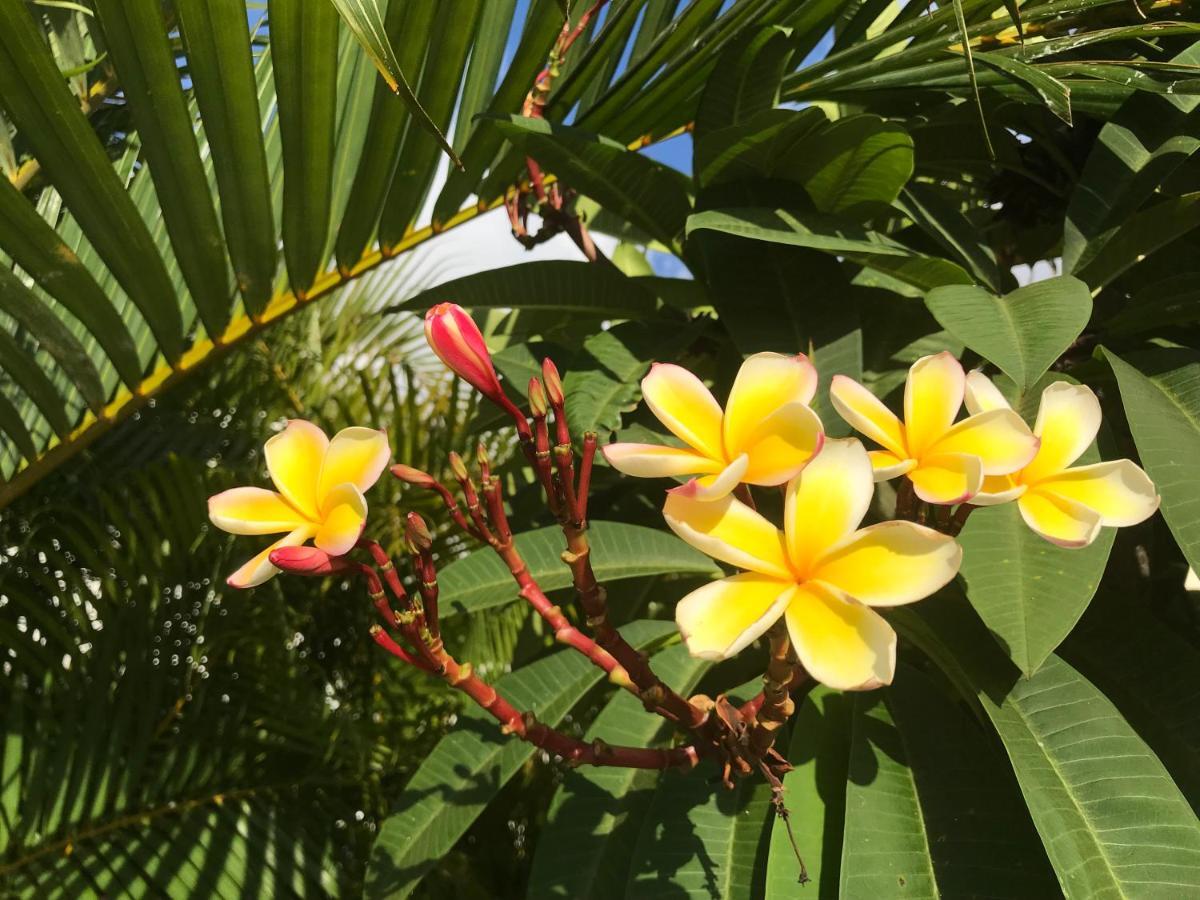 Un Bungalow Au Paradis サン・ピエール エクステリア 写真